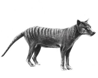 Tigre de Tazmania(21X22) cm