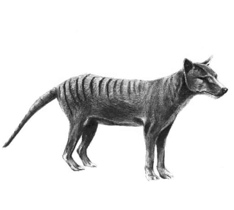 Tigre de Tazmania(21X22) cm