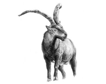 Cabra Pyrenaica(21X22) cm