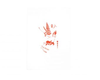 Conepatus rojo sobre blanco(35X25) cm