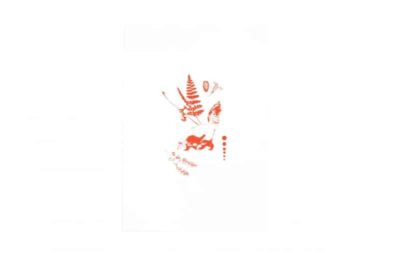Conepatus rojo sobre blanco(35X25) cm