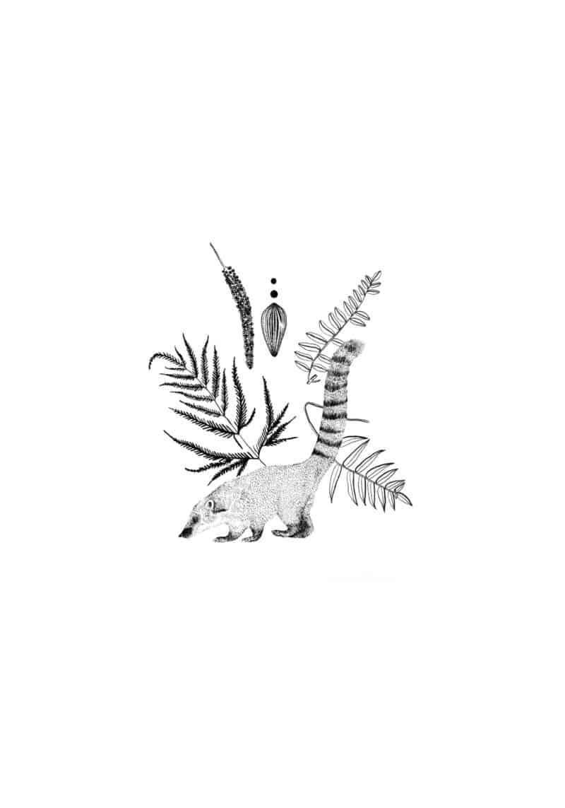 Coati negro sobre blanco(35X25) cm
