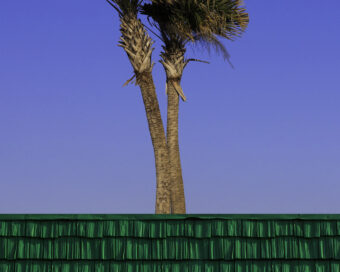 Florida palm tree 35x25CM